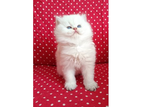 Yumuşacık British Longhair Erkek Yavru