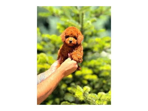 Toy Poodle Birbirinden Güzel Yavrularım