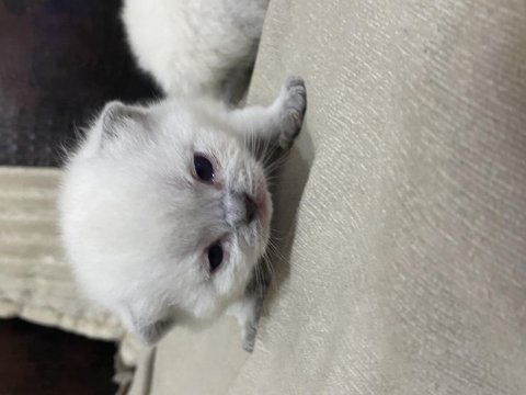 Scottish Fold Evinizin Neşesi Olsun