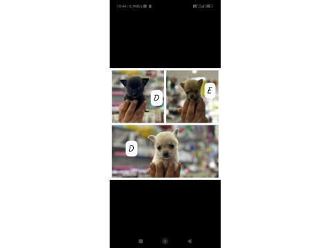 Teacup Bardak Boy Chihuahua Erkek Ve Dişi Yavrular