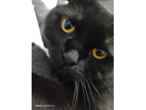 Acil Ücretsiz Sahiplendirme Siyah Scottish Fold