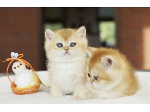 British Shorthair Golden Yavrular