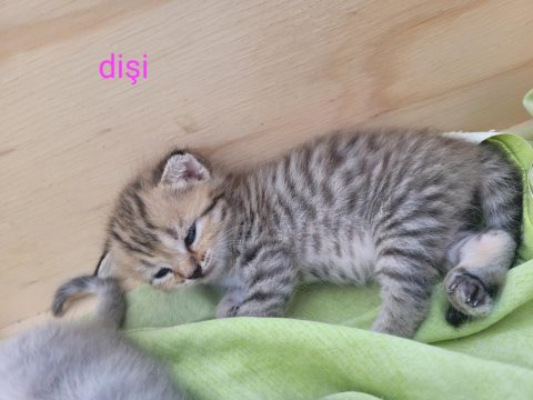 Çok Tatlış British Shorthair Yavrular Rezerveye Açık