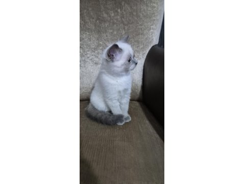 Safkan Yavru Kedimiz Yeni Yuvasını Arıyor