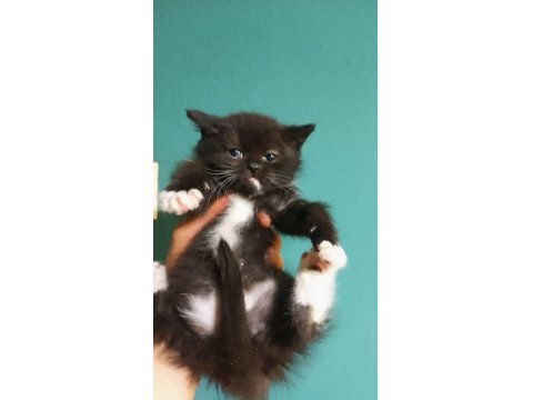 İki Dişi Yavru Kedim Ailesini Arıyor