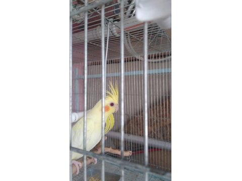 Yeni Yeme Düşen Sultan Papağanları