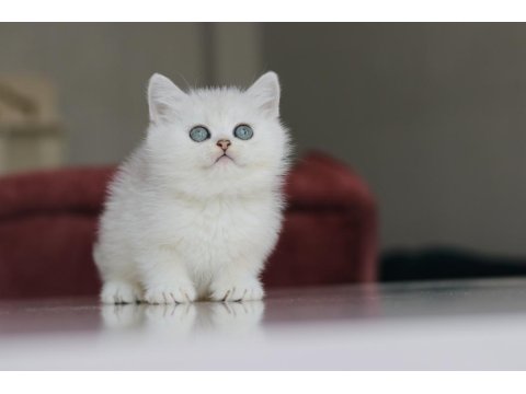 Full Şecereli Babadan Teslime Hazır Erkek Kedimiz