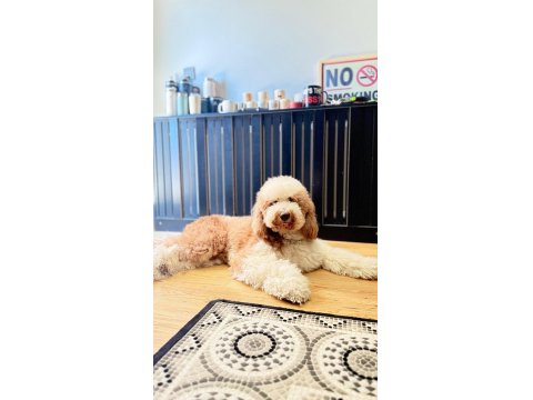 Standart Black Dev Poodle & Doodle