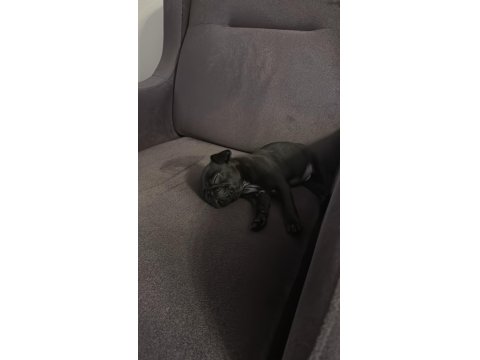 Açık Satılık Pug Geleni Üzmem