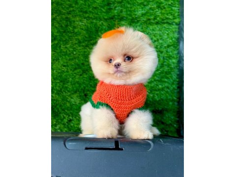 Orijinal Güler Yüzlü Show Kalite Pomeranian Yavrumuz