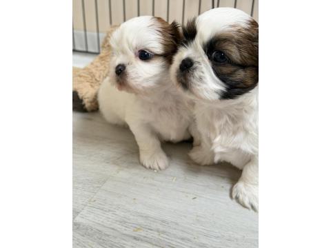 Kendi Shih Tzu Yavrularımız