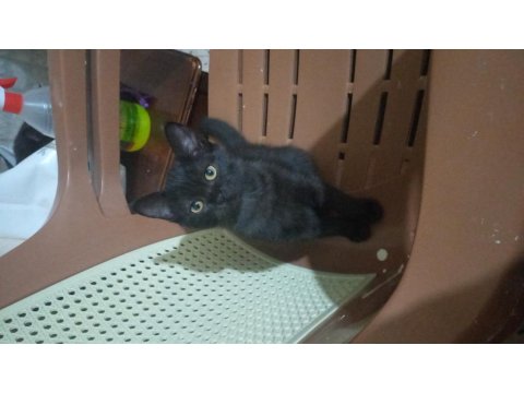 Scottish İle Smokin Kırması