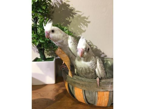 %100 El Beslemesi Full Evcil Yavru Sultan Papağanı