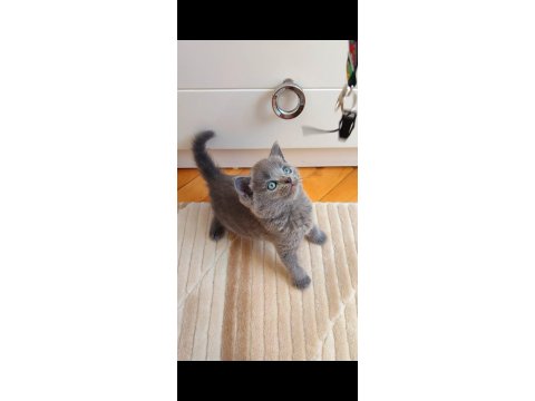 Gri Lilac Erkek Ve Dişi Yavru Kediler