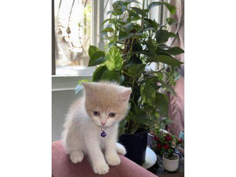 2.5 Aylık Yavru Anne Scottish Baba British