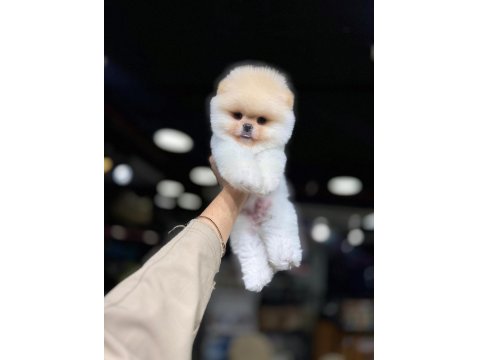 Irk Ve Sağlık Garantili Teddy Pomeranian Boo