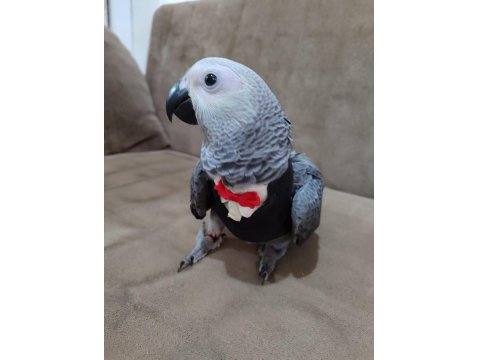 Jako İçin Açıklamayı Okuduktan Sonra İletişime Geçebilirsiniz