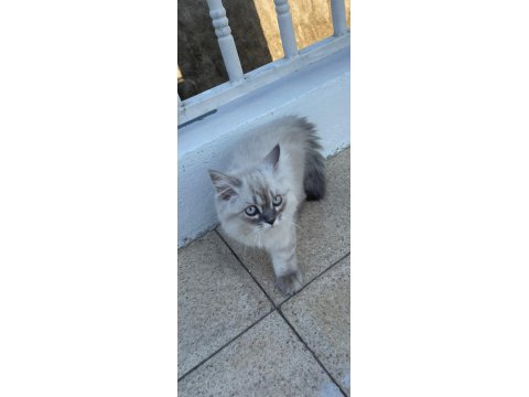 4 Aylık Kedimi Sahiplendireceğim