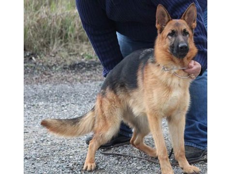 Alman Çoban Köpeği Yavruları