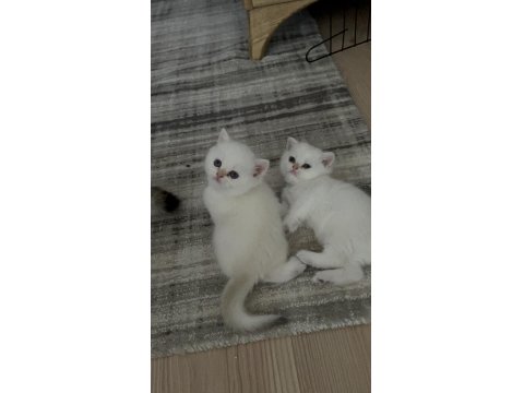 British Shorthair Golden Point Dişi & Erkek Yavrular