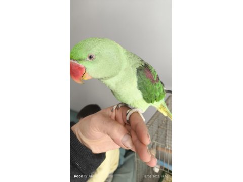 Alexander Papağanımız Coco