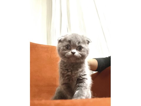 Ayı Surat Top Kafa Bebek Kediler