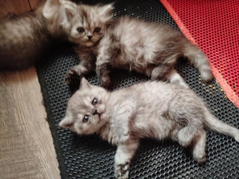 Mama Karşılığı Verilecek British Kediler