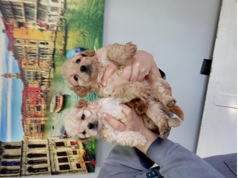 0 Numara Maltipoo Yavrularımız