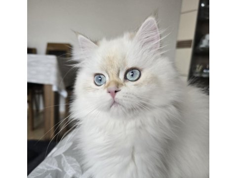 Golden Point British Longhair Erkek