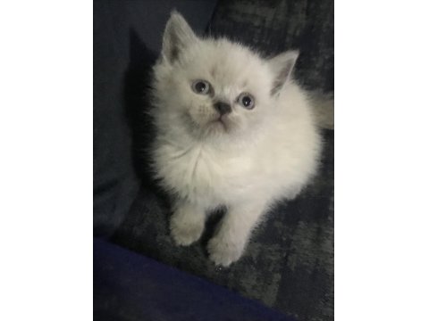 Safkan British Shorthair Yavrularım Yeni Yuva Arıyor