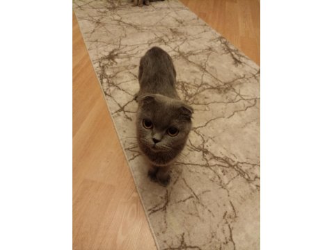 Ücretsiz Sahiplendirme Scottish Fold Kedimiz