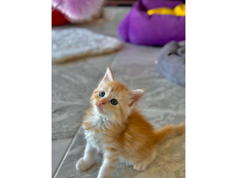 Wcf Şecereli Şampiyon Soylu Sağlık Garantili Maine Coon