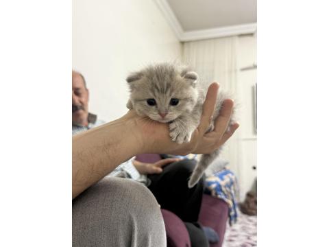 20 Günlük Kedilerimiz Anne Scottish Baba British