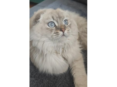 Scottish Fold Lynx Point