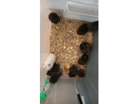 Sevimli Suriye Hamster Yavrular