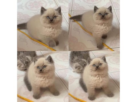 British Shorthair Irk Garantili Yavrular