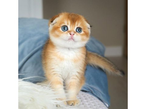 Büyüleyici Güzelliği İle Golden Scottish Fold