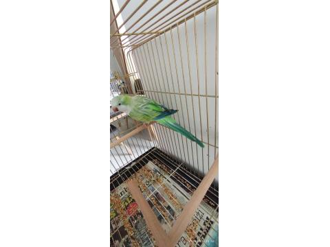 Yüksek Mutasyon Monk Papağanı