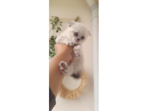 Scottish Fold Blue Point