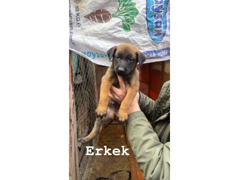 40 Günlük Belçika Kurdu Yavrular