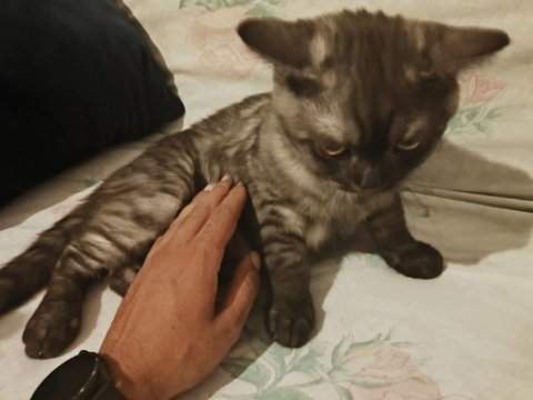 Evimde İki Tane Kedim Var Kediler Anlaşamadığından Dolayı Sahiplendirmek İstiyorum