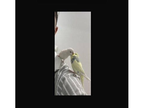 Muhabbet Kuşu Çift