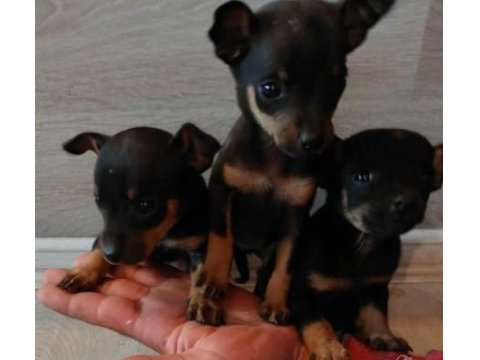 Oyuncak Pinscher Köpeği Yavrularımız
