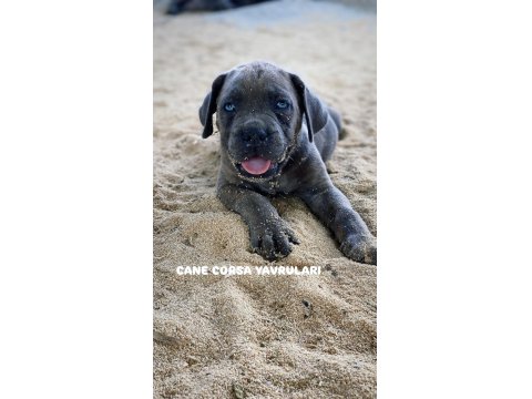 Üst Düzey Cane Corso Yavrularımız