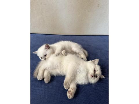 British Shorthair Pamuklarımız Yeni Yuvalarını Arıyor