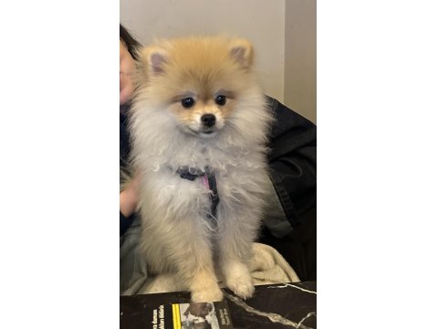İş Değişikliği Sebebiyle Acil İlgi Manyağı Pomeranian