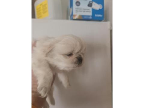 Pekinez Bebek Köpeğimiz