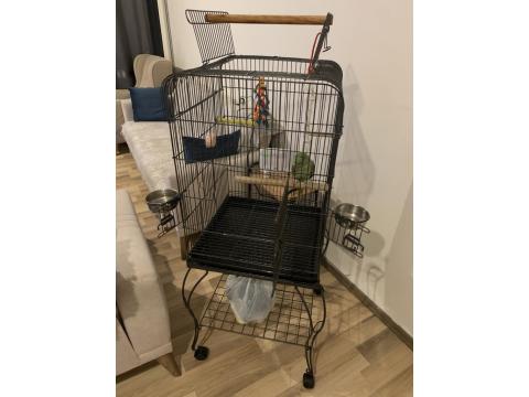 Bir Yaşında Dişi Evcil Alexander (İskender Papağanı)