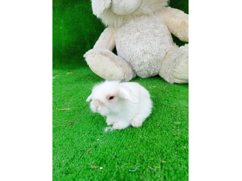 Hollanda Teddy Lop Tavşan Yavrularımız İçin Ulaşın