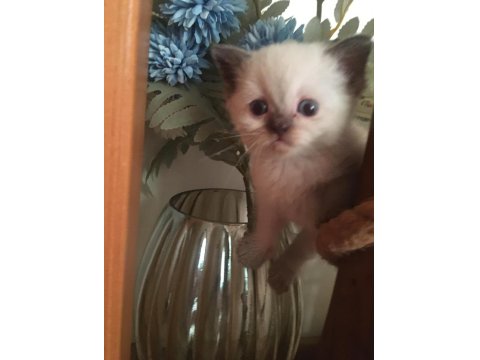 British Shorthair Yavru Kediler